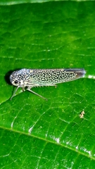 Macugonalia cavifrons