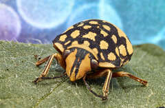 Orsilochides scurrilis