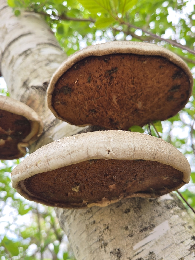 Fomitopsis betulina · May 2026 · photo: © alexgray01134 (iNaturalist, cc-by)