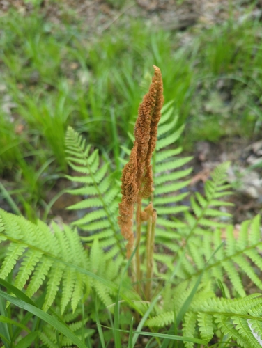 cinnamon fern