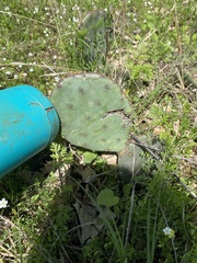 Opuntia cespitosa