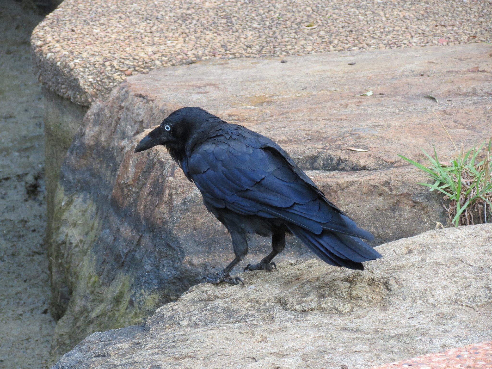 Australian Raven