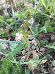 Veronica serpyllifolia serpyllifolia