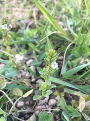 Veronica serpyllifolia serpyllifolia