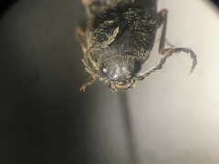 Hemicrepidius hemipodus