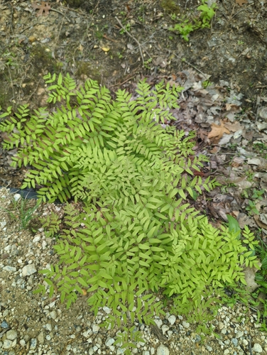 American Royal Fern
