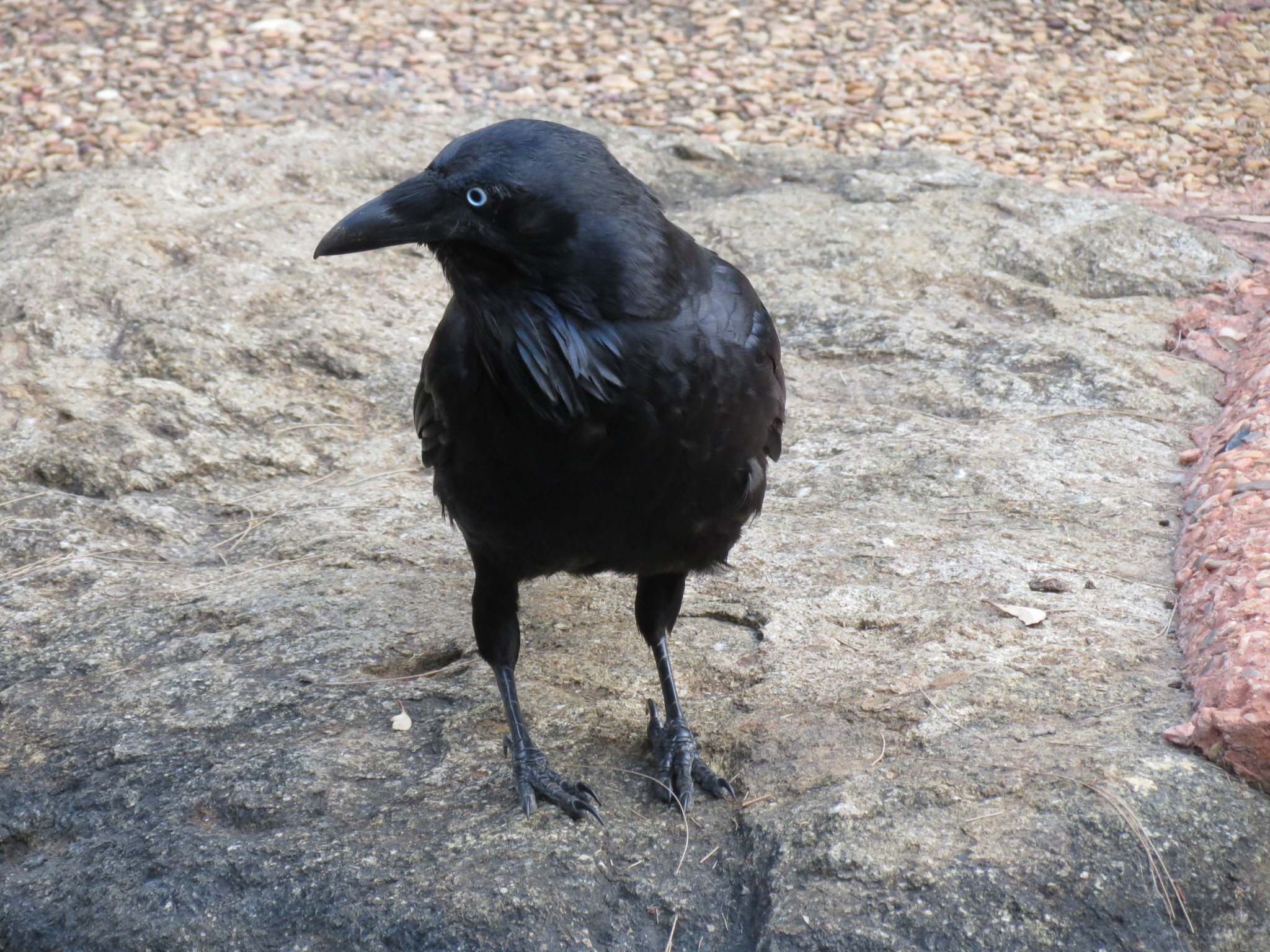 Australian Raven