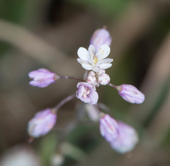 Thysanocarpus curvipes