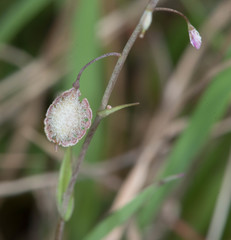 Thysanocarpus curvipes