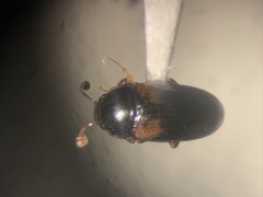 Dacne quadrimaculata