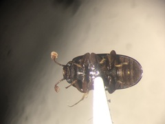 Dacne quadrimaculata