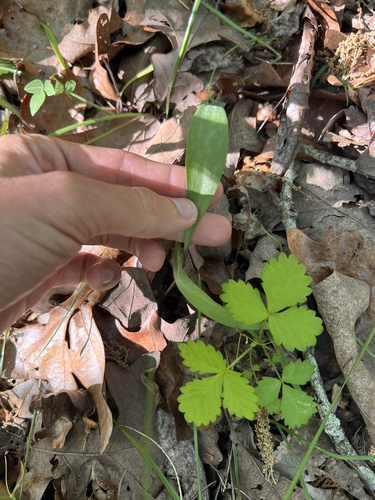 Erythronium mesochoreum, photograph 1