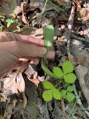 Erythronium mesochoreum