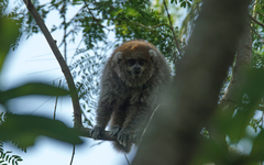 Plecturocebus donacophilus