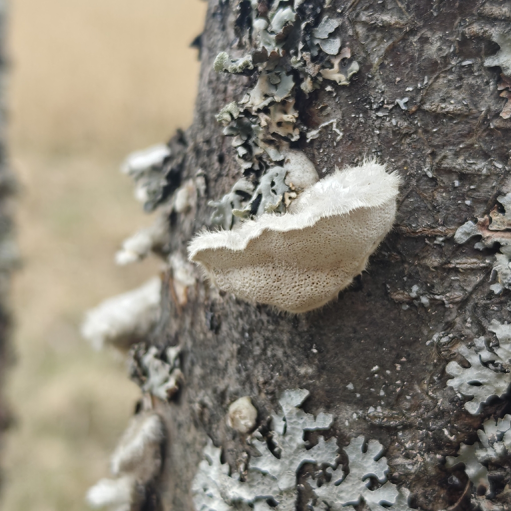 Trametes hirsuta · May 2026 · photo: © rixtr (iNaturalist, cc0)