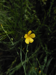 Linum maritimum maritimum