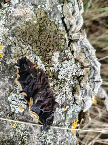 Tripe Fungus