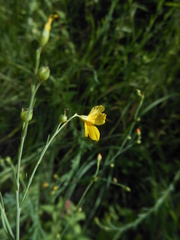 Linum maritimum maritimum