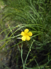 Linum maritimum maritimum