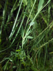 Linum maritimum maritimum