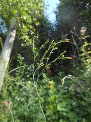 Linum maritimum maritimum