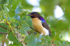 Western Violet-Backed Sunbird photo 4