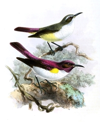 Western Violet-Backed Sunbird photo 5