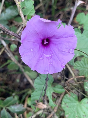 Ipomoea ficifolia, 2026-04-24