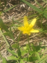Ranunculus fascicularis, photograph author not stated, no rights reserved