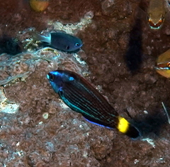 Pycnochromis margaritifer