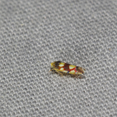 Erythroneura elegans