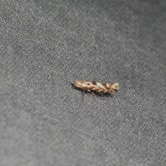 Phyllonorycter apparella