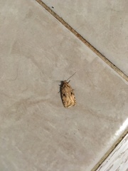 Agonopterix canadensis