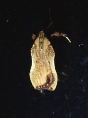 Galasa nigripunctalis