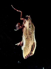 Galasa nigripunctalis