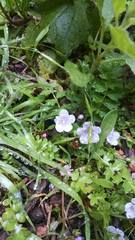 Phacelia platycarpa