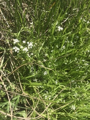 Limnosciadium pumilum