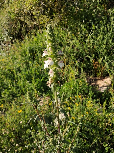 Mediterranean lineseed