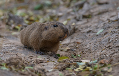 Ctenomys