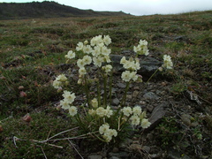 Silene paucifolia