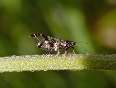 Bactericera maculipennis