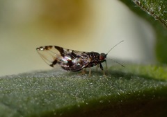Bactericera maculipennis