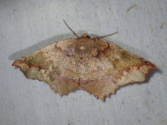 Image of Costalobata picturata