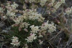 Silene paucifolia