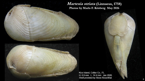 Martesia striata observed 2026-01-06