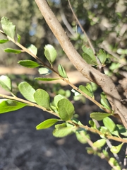 Schinus polygama, photograph Álvaro Parra Valdivia, CC BY, iNaturalist via GBIF