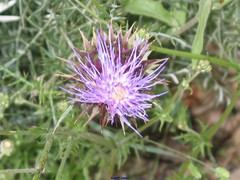 Galactites tomentosus