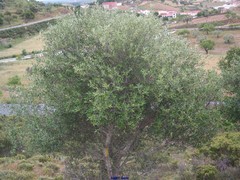 Olea europaea europaea