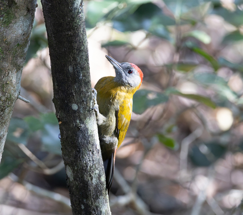 Olive Woodpecker (Dendropicos griseocephalus), photo 5