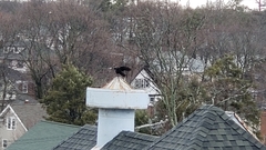 Corvus brachyrhynchos